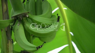 A bunch of green bananas on a tree