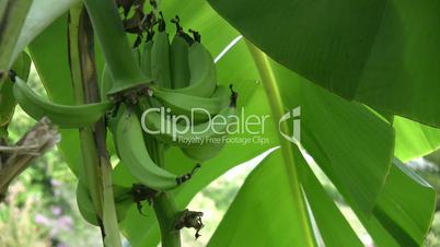 A bunch of green bananas on a tree