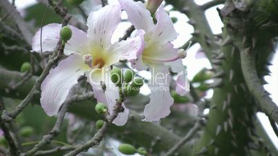 Chorisia speciosa tree flower