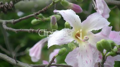 Chorisia speciosa tree flower