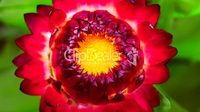Strohblume (Helichrysum)