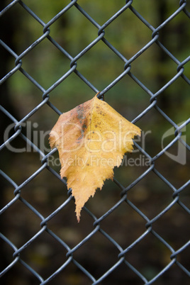 Autumn leaf birch in the lattice fence