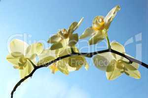 Fine branch of a blossoming yellow orchid
