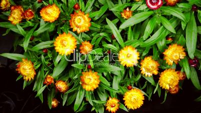 Strohblume (Helichrysum)