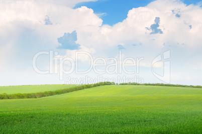 beautiful wheat field and blue cloudy sky