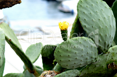 Kaktus mit Blüte Kaktus mit Blüte