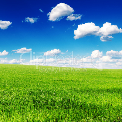 field field