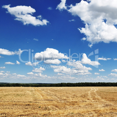 wheat field