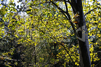 Forest in Autumn