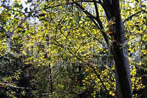 Forest in Autumn