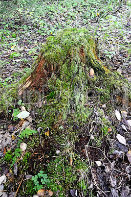 Tree Stump