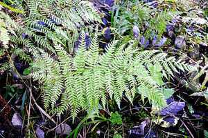 Fern