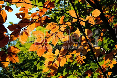 Forest in Autumn