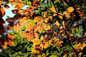 Forest in Autumn