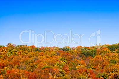 Autumn forest on blue sky