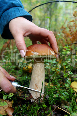 hand with knife cutting off beautiful cep