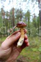 Beautiful mushroom of Boletus badius in the hand