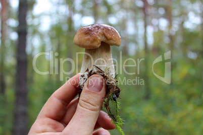 Beautiful and little cep in the hand