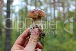 Beautiful and little cep in the hand
