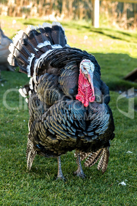 Nice turkey