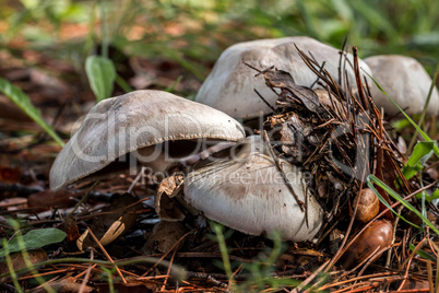 Agaricus mushrooms