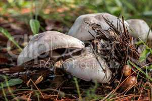 Agaricus mushrooms