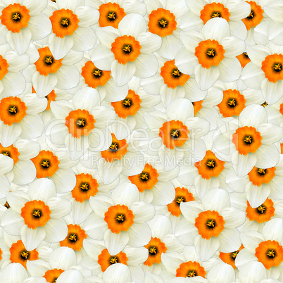 seamless background of flowers white narcissus