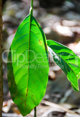 Green leaf