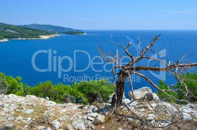 Seascape and dry tree