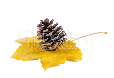 Pine cone on a maple leaf