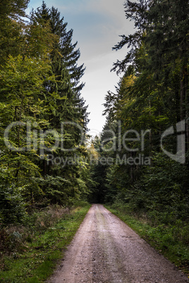 Forest track - Waldweg Forest track - Waldweg