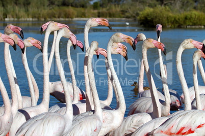 Greater flamingos, phoenicopterus roseus, Camargue, France