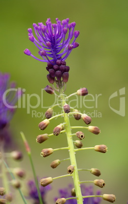 Tassel hyacinth, leopoldia comosa, muscari comosum