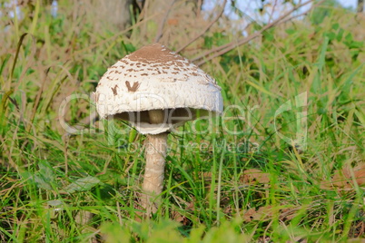 Pilz am Wegesrand