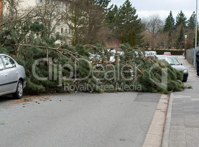 Umgestürzter Baum