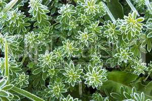 frost on the grass