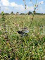 butterfly of Silver-studded Blue on the blade