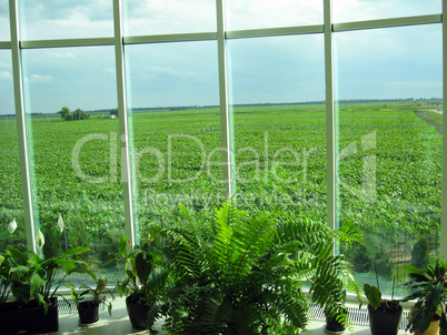 window of the office and field