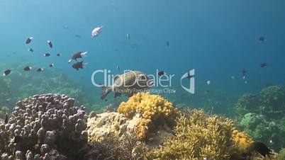 Harlequin Sweetlip on a Corel Reef