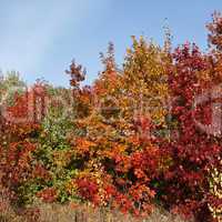 Picturesque autumn oak forest edge