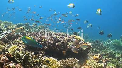 Soldierfish and Squirrelfish on a coral reef