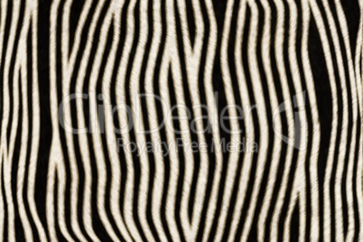 Fur Animal Textures, Zebra