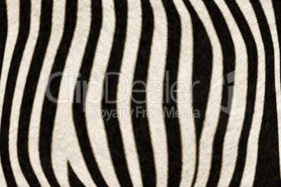 Fur Animal Textures, Zebra
