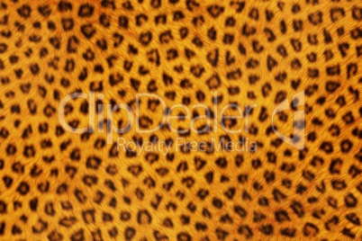 Fur Animal Textures, Leopard