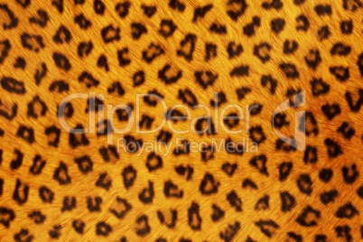 Fur Animal Textures, Leopard