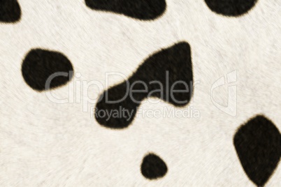 Fur Animal Textures, Cow