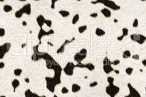 Fur Animal Textures, Cow