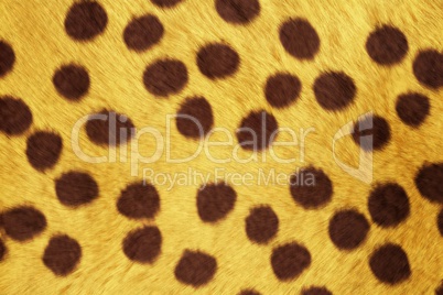 Fur Animal Textures, Cheetah