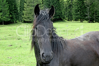 pferd schaut pferd schaut