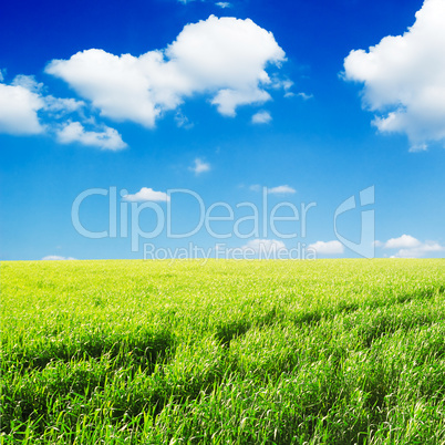 field field